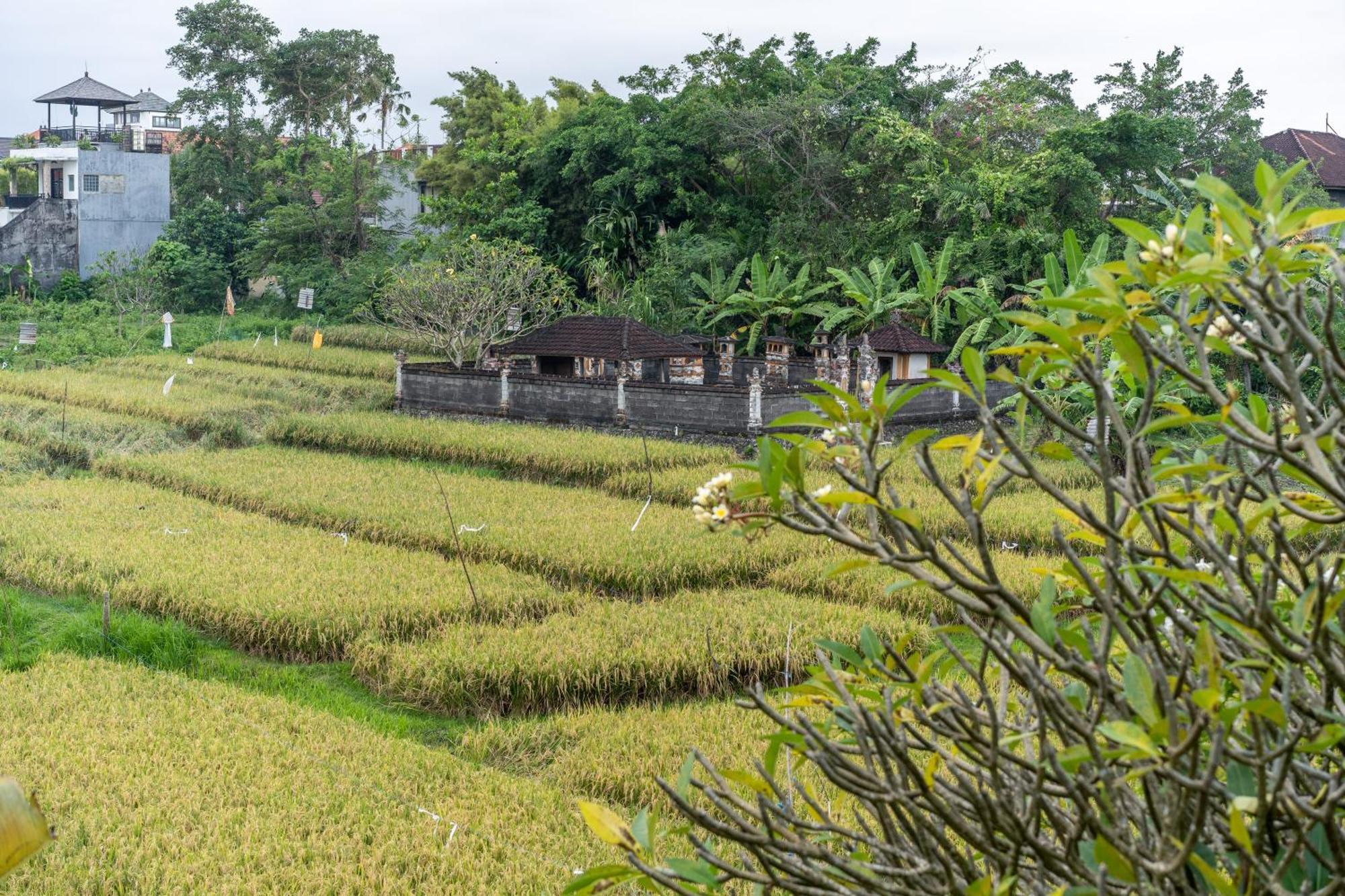 Villa Sunsara 4 - Enchanting 4Br Villa In A Great Location Canggu Εξωτερικό φωτογραφία